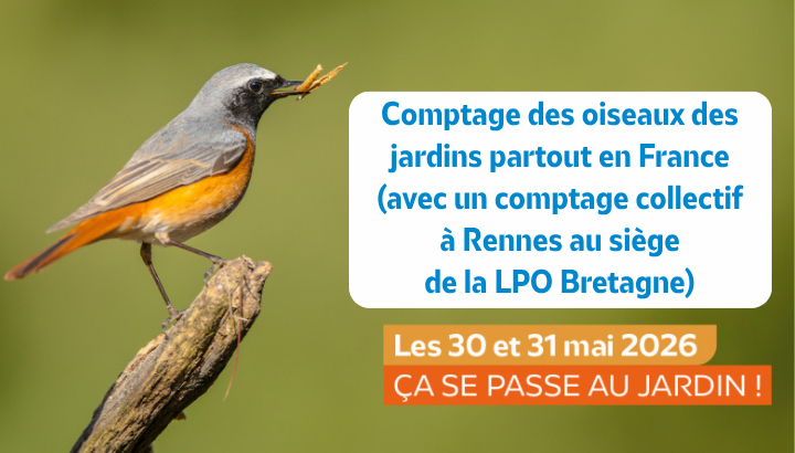 Comptage national des oiseaux des jardins
